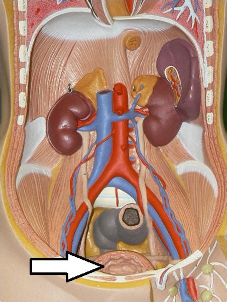 urinary system anatomy