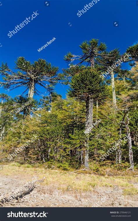 Araucaria Forest In National Park Herquehue, Chile. The Tree Is Called ...