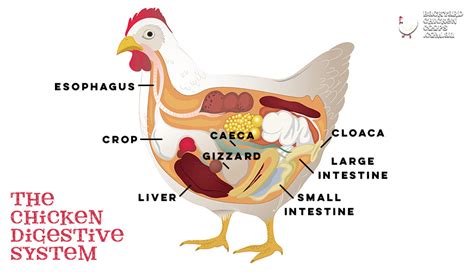 Gallino The Chicken System : Diagram the chicken digestive system with play dough ... : Atanes ...