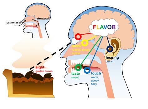 Brain tricks to make food taste sweeter: How to transform taste ...