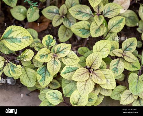 Variegated leaves of Josephs coat, Amaranthus tricolor Stock Photo - Alamy