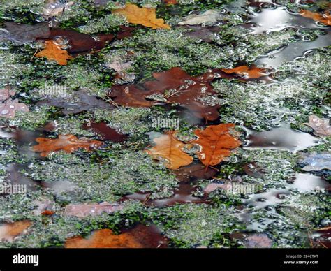 Fall colors in the forest Stock Photo - Alamy