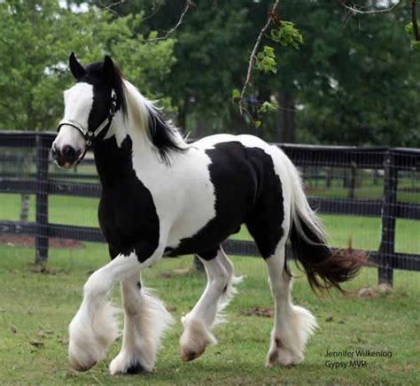 Gypsy Vanner Horses for Sale | Gelding | Piebald | Gill