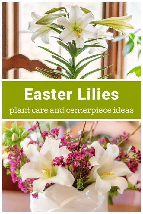 Easter Lilies, Their Meaning, and an Easter Centerpiece | Hearth and Vine