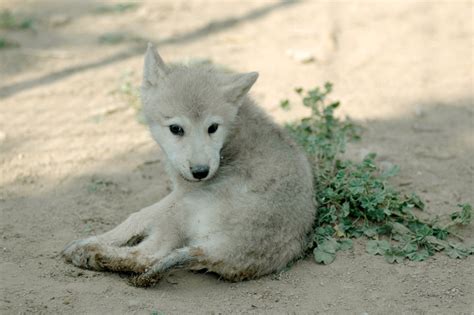 Pure White Wolf Pup