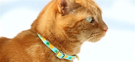 Best Cat Collars of 2024: 😸Top 10 Ratings And Reviews - mypetguru.com