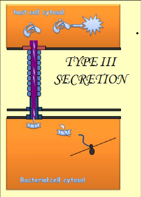 Type III Secretion Pathway. Five functions of Type 111 secretion: a.... | Download Scientific ...