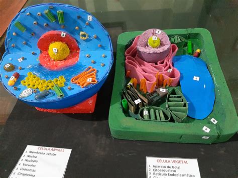 MAQUETA CELULA ANIMAL VEGETAL | Scienza per bambini, Cellula animale, Scienza