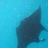 Free Stock image of Manta ray swimming underwater | ScienceStockPhotos.com