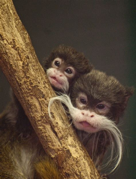 Emperor Tamarin with Baby | Flickr - Photo Sharing!