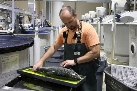 A partnership to improve land-based salmon farming feeds - Hatchery ...