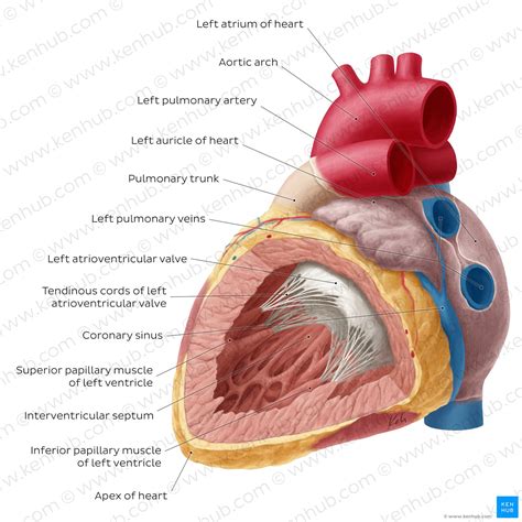 Heart anatomy: Structure, valves, coronary vessels | Kenhub