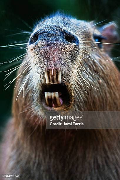 Capybara Teeth Photos and Premium High Res Pictures - Getty Images