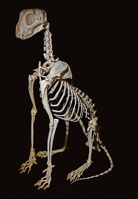 Cheetah Skeleton Photograph by Millard H. Sharp - Fine Art America