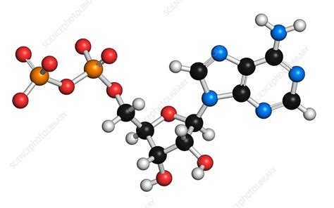 Adenosine diphosphate molecule - Stock Image - F010/6746 - Science ...