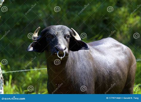 Water Buffalo Female 842109 Stock Photo - Image of alajuela, ring ...