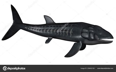 Leedsichthys Skeleton