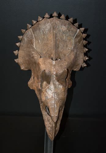 small juvenile Triceratops skull 02 - Museum of the Rockie… | Flickr