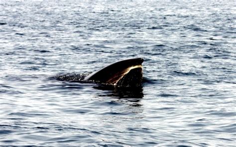 Sei Whale – "OCEAN TREASURES" Memorial Library