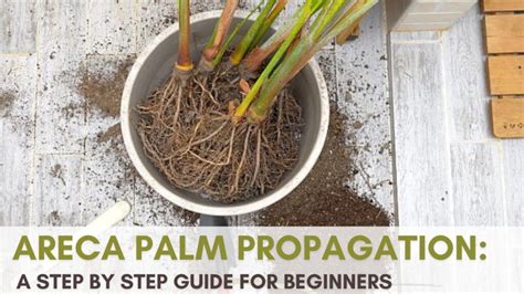 Areca Palm Propagation: A Step By Step Guide For Beginners!