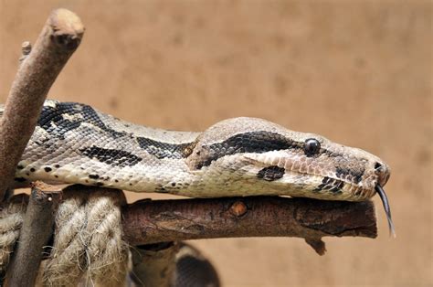 7 Awesome Boa Constrictor Species to Keep as Pets - Reptile Advisor