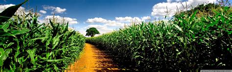 Corn Field Wallpapers - Wallpaper Cave