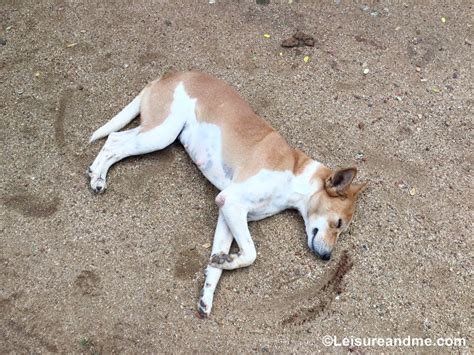 Sri Lanka: Dogs, Cats and a Holiday - Leisure and Me