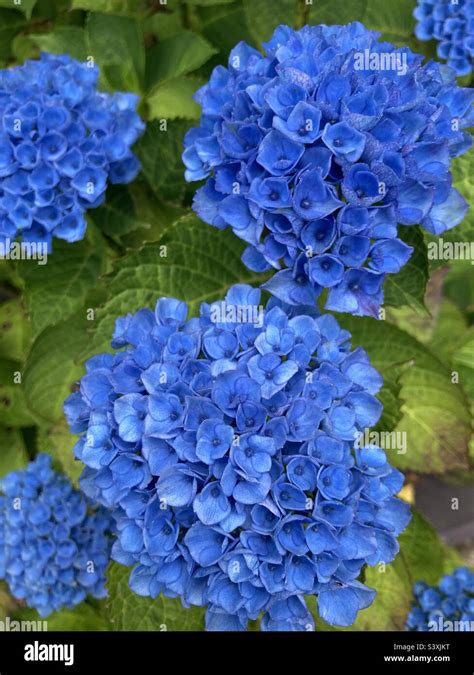 Vivid blue hydrangeas Stock Photo - Alamy