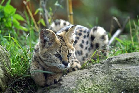 Vous envisagez d'acheter un chat serval ? Sachez quels sont les risques d'en avoir un ...