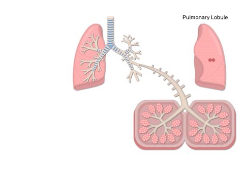 Bronchioles Diagram