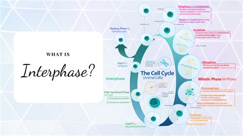 What Happens During Interphase Of A Cell Cycle? - Science Trends