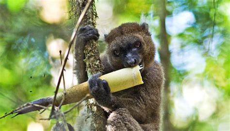 Bamboo shortage gives these lemurs a tougher diet - Futurity