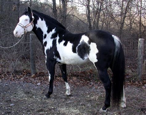 Horse breeds, American paint horse, Beautiful horses