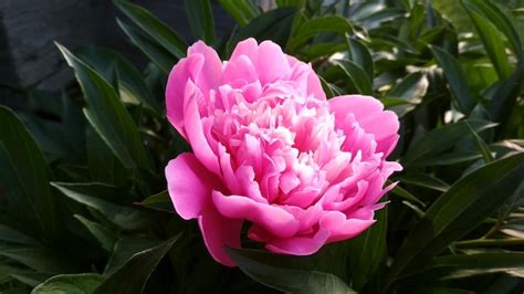 Premium Photo | Pink peony, beautiful flower