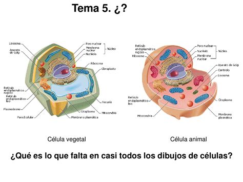 Citoesqueleto Celula Dibujo