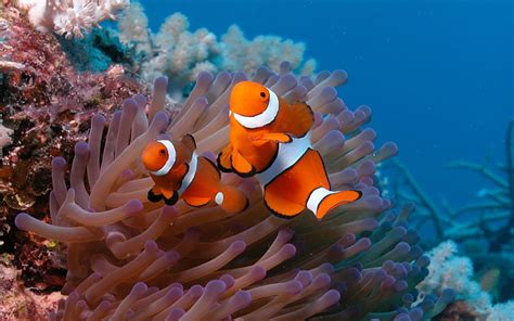 HD wallpaper: clownfish, coral, reef | Wallpaper Flare