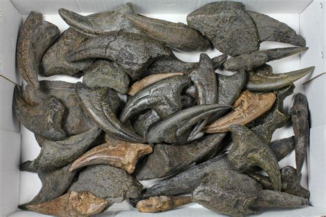 Lot: Mixed Bag of 35 Dinosaur Claw & Tooth Replicas (#118876) For Sale - FossilEra.com