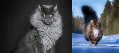 Norwegian Forest Cat vs Maine Coon - Breed Comparison