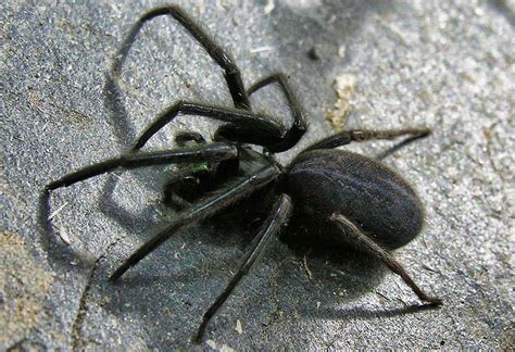 Tube Web Spider – The False Widow Spider