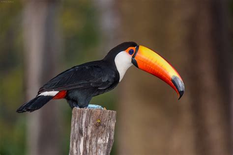 Toucan Bird - The Famous Colorful-Beaked Species