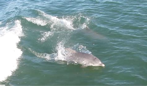 Aransas National Wildlife Refuge, TX - Found Nature