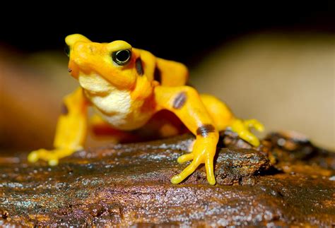 Panamanian Golden Frog | Starmind Conservation