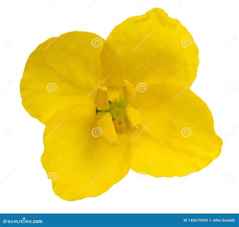 Colza Flower Brassica Napus Stock Photo - Image of canola, branch ...