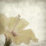 Free Stock photo of Single yellow hibiscus flower | Photoeverywhere