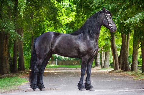 Friesian Horse Breed Information, History, Videos, Pictures