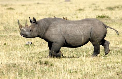 Western black rhino declared extinct in 2011 - journalists reporting news two years later | Save ...