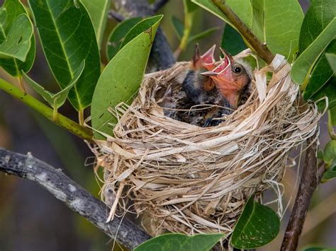 Red-winged Blackbird Nesting (All You Need To Know) | Birdfact