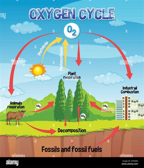 Oxygen Cycle Diagram for Science Education illustration Stock Vector ...