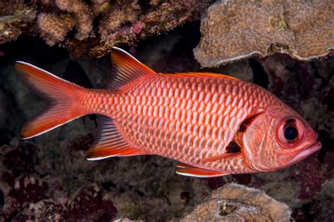 Bigscale soldierfish - Myripristis berndti | (EN) Bigscale s… | Flickr