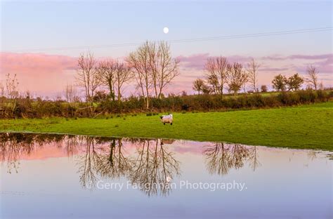 Sheep at sunset | Gerry Faughnan Photography